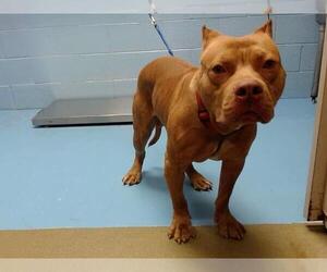 American Pit Bull Terrier-Unknown Mix Dogs for adoption in Moreno Valley, CA, USA