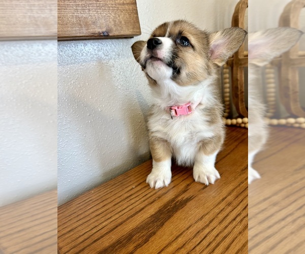 Medium Photo #18 Pembroke Welsh Corgi Puppy For Sale in ROCK VALLEY, IA, USA