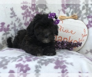 Shih-Poo Puppy for sale in LAKELAND, FL, USA