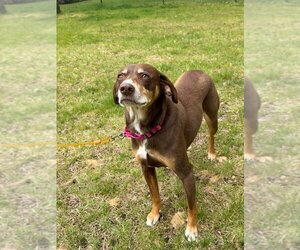 FALLON - Female Mutt Dog for Adoption - Photo #8