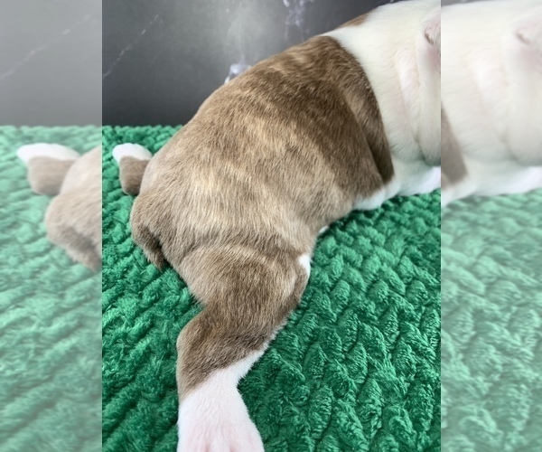Medium Photo #11 Boston Terrier Puppy For Sale in TULARE, CA, USA