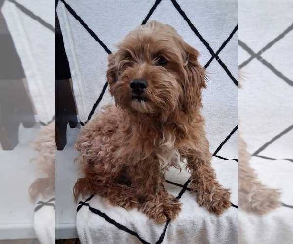 Medium Photo #4 Cavapoo (Miniature) Puppy For Sale in STANLEY, WI, USA