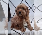 Small #3 Cavapoo (Miniature)