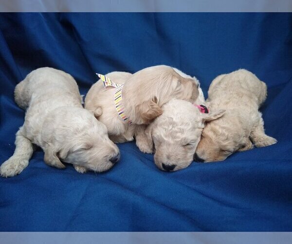 Medium Photo #12 Goldendoodle Puppy For Sale in ZEBULON, NC, USA