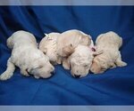 Small Photo #12 Goldendoodle Puppy For Sale in ZEBULON, NC, USA
