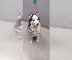 Siberian Husky-Unknown Mix Dogs for adoption in Las Vegas, NV, USA