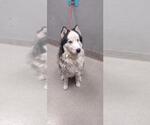 Small Siberian Husky Mix