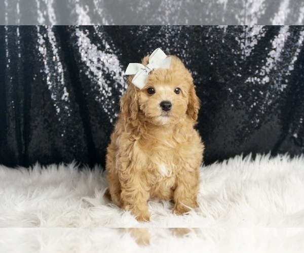 Medium Photo #1 Poodle (Toy) Puppy For Sale in WARSAW, IN, USA