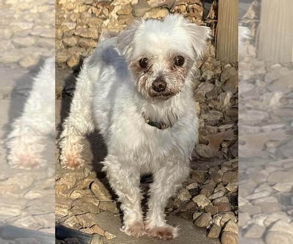 Medium Photo #1 Maltese Puppy For Sale in Lee's Summit, MO, USA