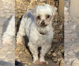 Maltese Dogs for adoption in Lee's Summit, MO, USA