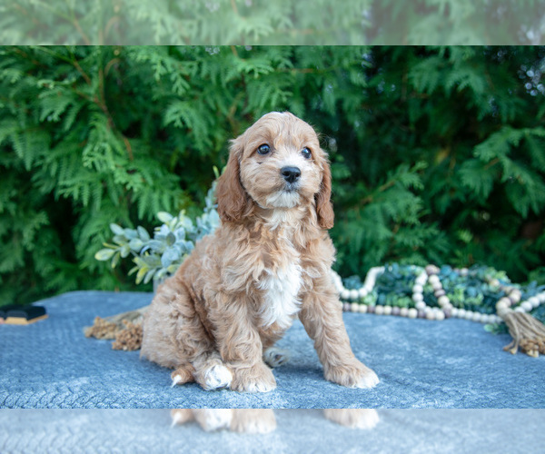 Medium Photo #5 Cavapoo (Miniature) Puppy For Sale in KIRKWOOD, PA, USA