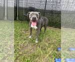 Small #3 Mutt