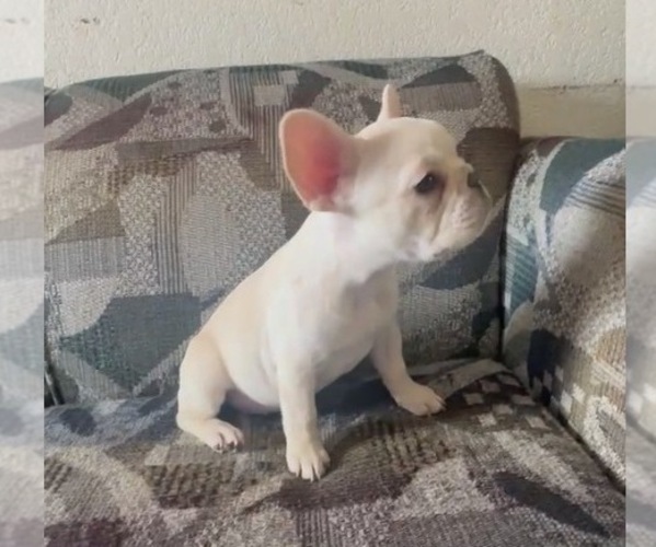 Medium Photo #1 French Bulldog Puppy For Sale in PORTLAND, OR, USA