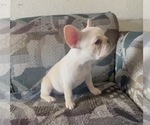 Small French Bulldog