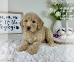 Small #1 Labradoodle