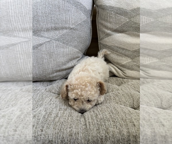 Medium Photo #58 Bichpoo Puppy For Sale in NORTH PORT, FL, USA