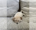 Small Photo #58 Bichpoo Puppy For Sale in NORTH PORT, FL, USA