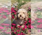 Small Photo #1 Miniature Labradoodle Puppy For Sale in SYRACUSE, IN, USA