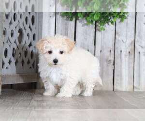 Maltipoo Puppy for sale in MOUNT VERNON, OH, USA