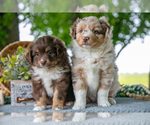 Image preview for Ad Listing. Nickname: Litter of 2