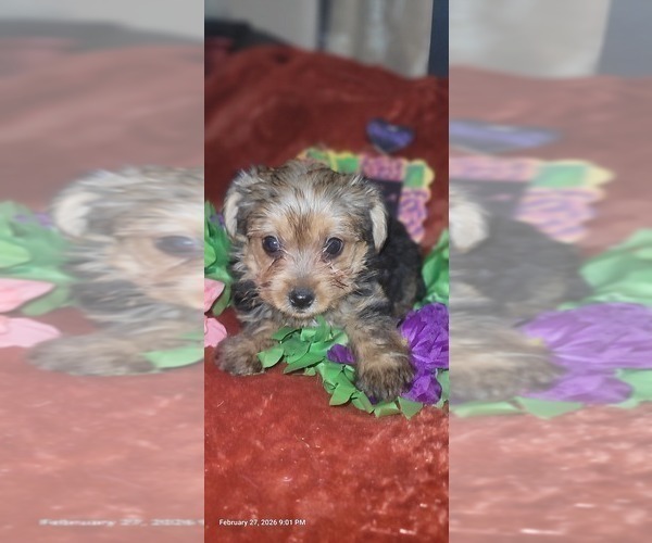 Medium Photo #23 Yorkshire Terrier Puppy For Sale in AKRON, OH, USA