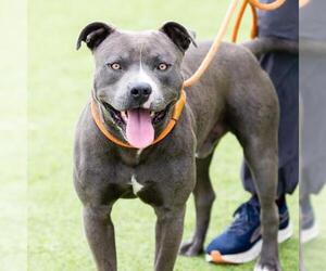 American Pit Bull Terrier Dogs for adoption in Camarillo, CA, USA