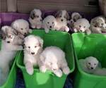 Small Photo #1 Great Pyrenees Puppy For Sale in ALTAVISTA, VA, USA