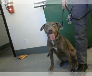 Unknown-Weimaraner Mix Dogs for adoption in Big Bear City, CA, USA