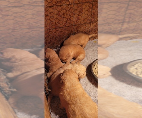 Medium Photo #1 Golden Retriever Puppy For Sale in SELMA, CA, USA