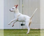Small #2 Mutt