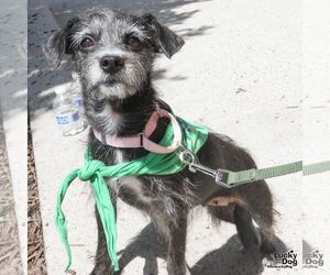 Mutt Dogs for adoption in Washington, DC, USA