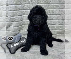 Goldendoodle Puppy for sale in AUBURN, IN, USA