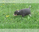 Small Photo #6 Rat Terrier Puppy For Sale in HILLSBORO, WI, USA