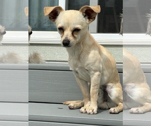 Chihuahua Dogs for adoption in Sandy, UT, USA