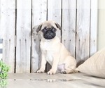 Small Photo #1 Pug Puppy For Sale in MOUNT VERNON, OH, USA