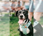 Small #2 American Pit Bull Terrier-Labrador Retriever Mix