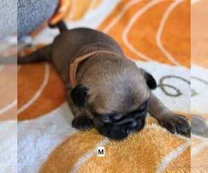 Medium Frenchie Pug