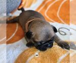 Puppy Bruno Frenchie Pug