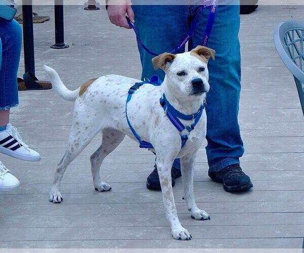 Medium Photo #10 Boxer-Unknown Mix Puppy For Sale in Germantown, OH, USA