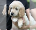 Small Photo #2 English Cream Golden Retriever Puppy For Sale in MORGANTOWN, IN, USA