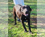 Small #4 Labrador Retriever Mix