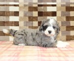 Small #2 Bernedoodle (Miniature)