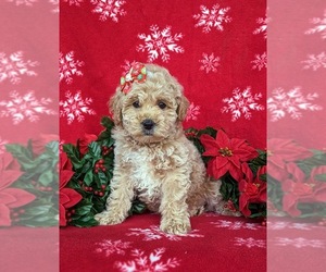 Miniature Labradoodle Puppy for sale in OXFORD, PA, USA