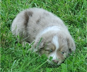 Miniature Australian Shepherd Puppy for sale in LITCHFIELD, OH, USA
