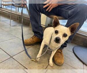 Chihuahua-Unknown Mix Dogs for adoption in San Antonio, TX, USA