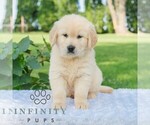 Small #4 Golden Retriever
