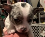Puppy 2 Chihuahua