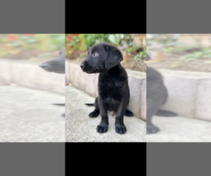 Labrador Retriever Puppy for sale in MILL VALLEY, CA, USA