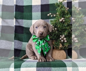 Labrador Retriever Puppy for sale in NOTTINGHAM, PA, USA