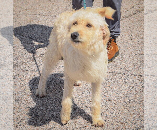 Medium Photo #4 Mutt Puppy For Sale in Huntley, IL, USA